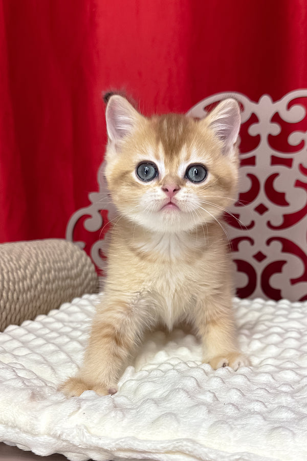 Cooper | Scottish Straight Kitten