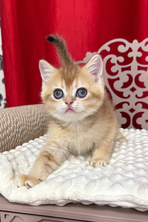 Cooper | Scottish Straight Kitten