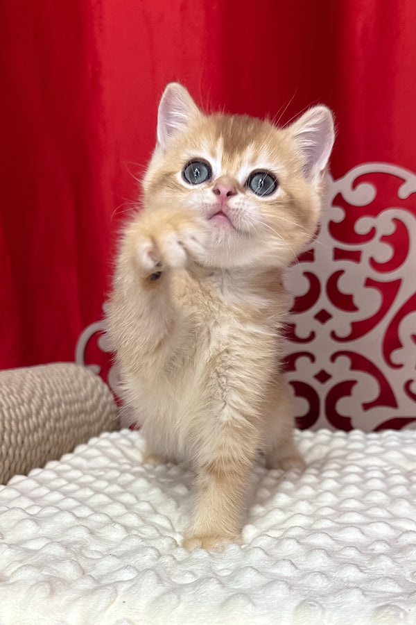 Cooper | Scottish Straight Kitten