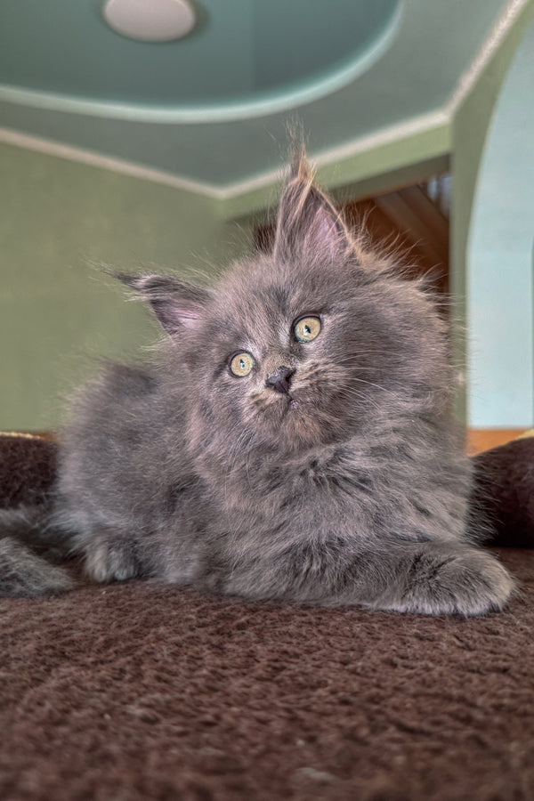 Dakar | Maine Coon Kitten
