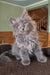 Dakar | Maine Coon Kitten