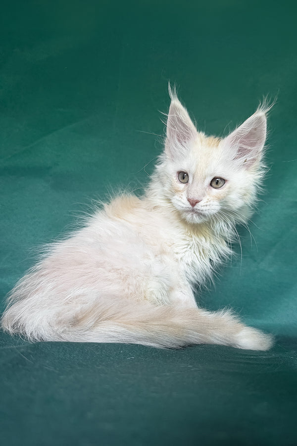 Darvin | Maine Coon Kitten