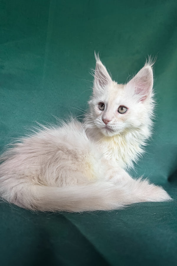 Darvin | Maine Coon Kitten