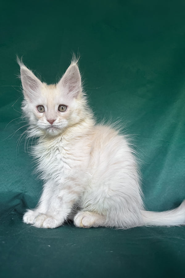 Darvin | Maine Coon Kitten