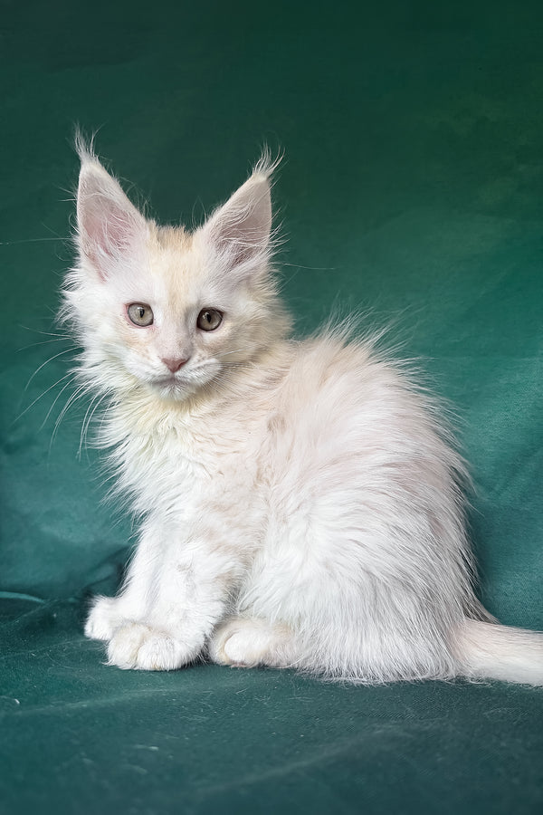 Darvin | Maine Coon Kitten