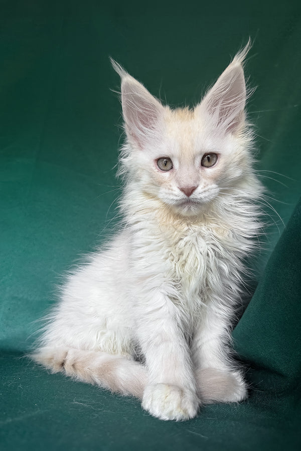 Darvin | Maine Coon Kitten