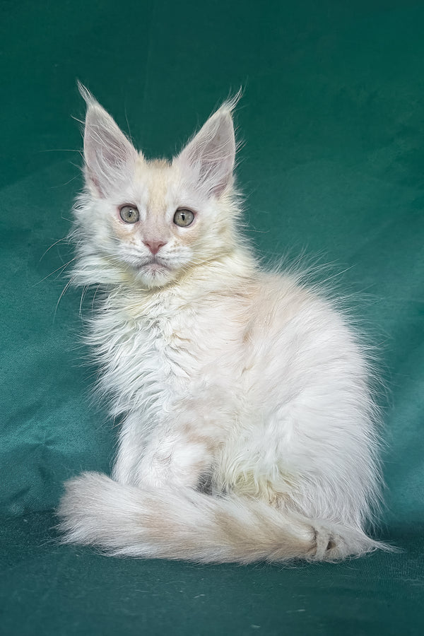 Darvin | Maine Coon Kitten