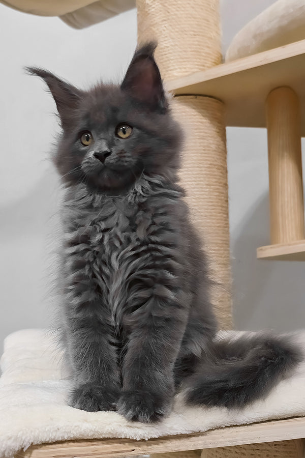 Damiani | Maine Coon Kitten