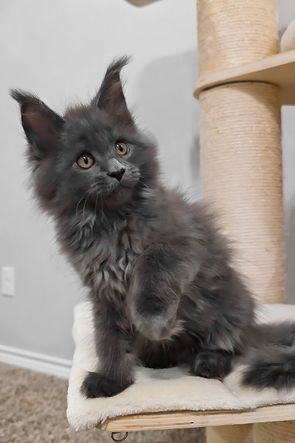 Damiani | Maine Coon Kitten