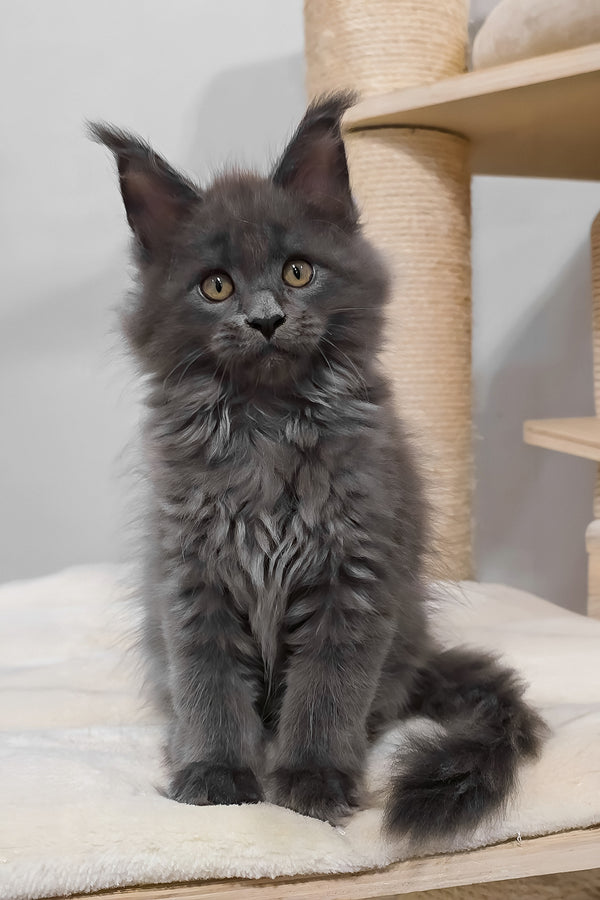 Damiani | Maine Coon Kitten