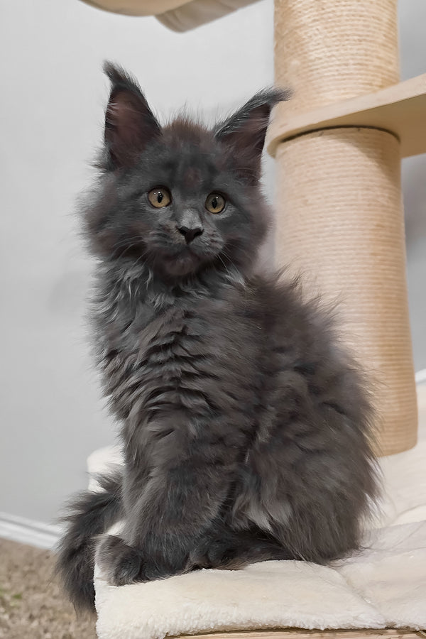 Damiani | Maine Coon Kitten