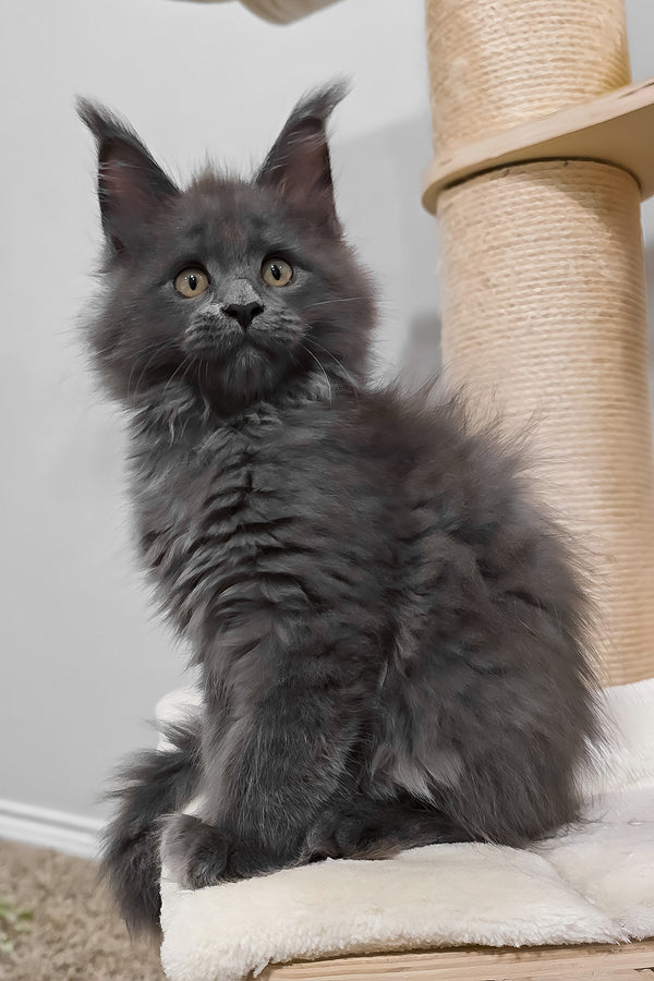 Damiani | Maine Coon Kitten