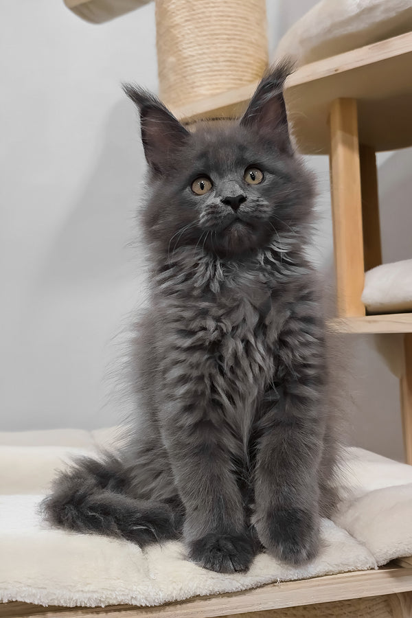 Damiani | Maine Coon Kitten