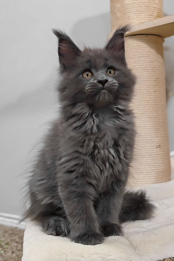Damiani | Maine Coon Kitten