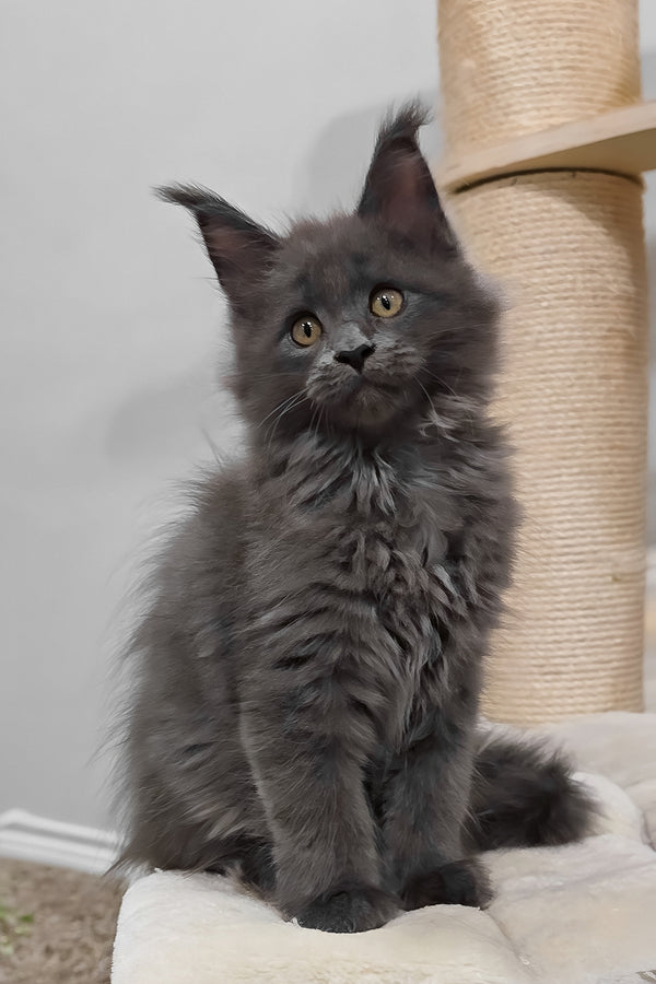 Damiani | Maine Coon Kitten