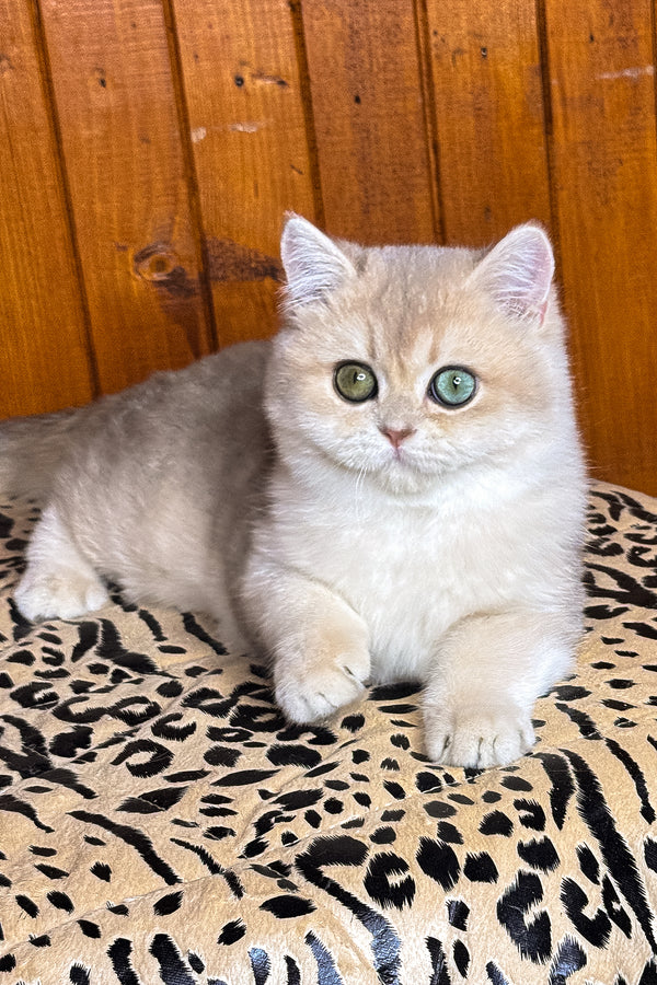 Dior | British Shorthair Kitten