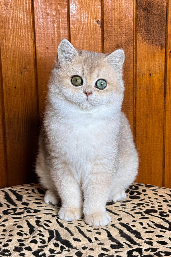 Dior | British Shorthair Kitten