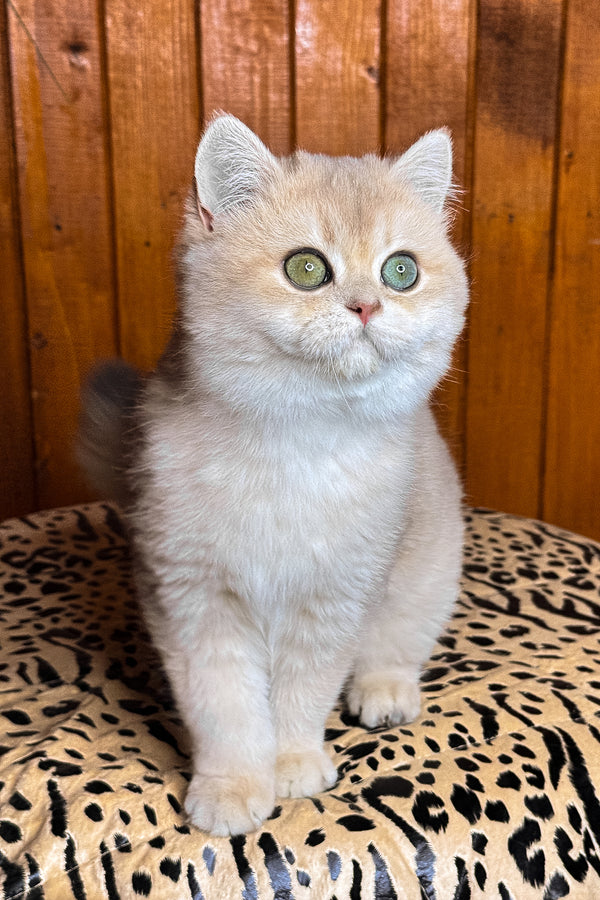 Dior | British Shorthair Kitten