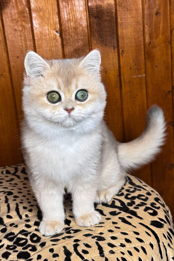 Dior | British Shorthair Kitten