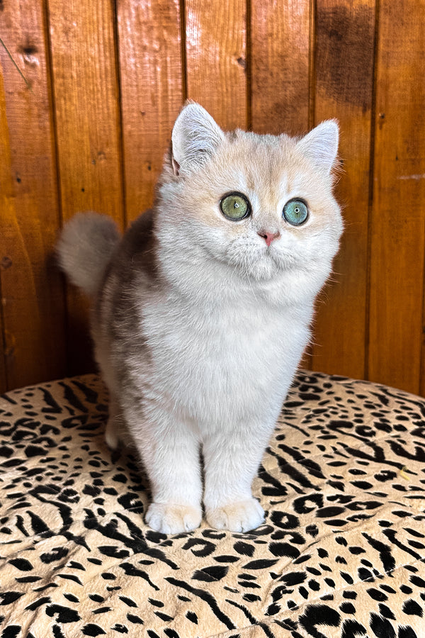 Dior | British Shorthair Kitten