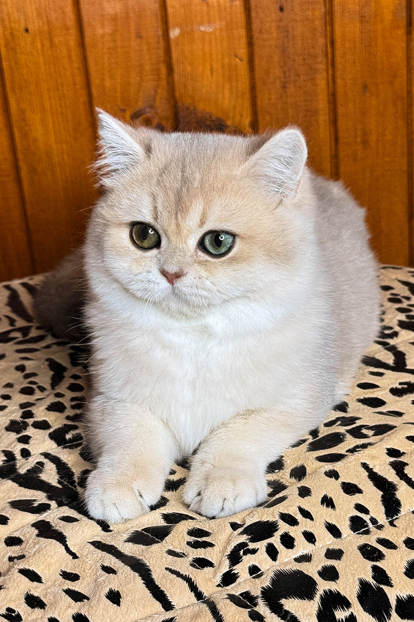 Dior | British Shorthair Kitten
