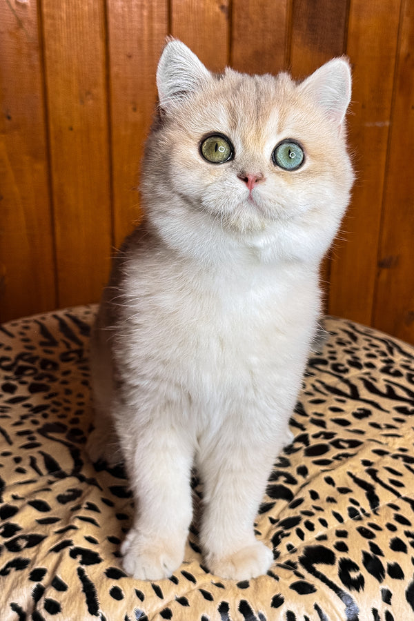 Dior | British Shorthair Kitten