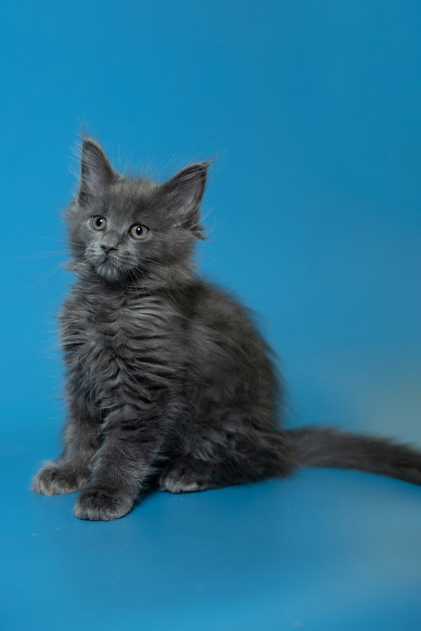 Dela | Maine Coon Kitten