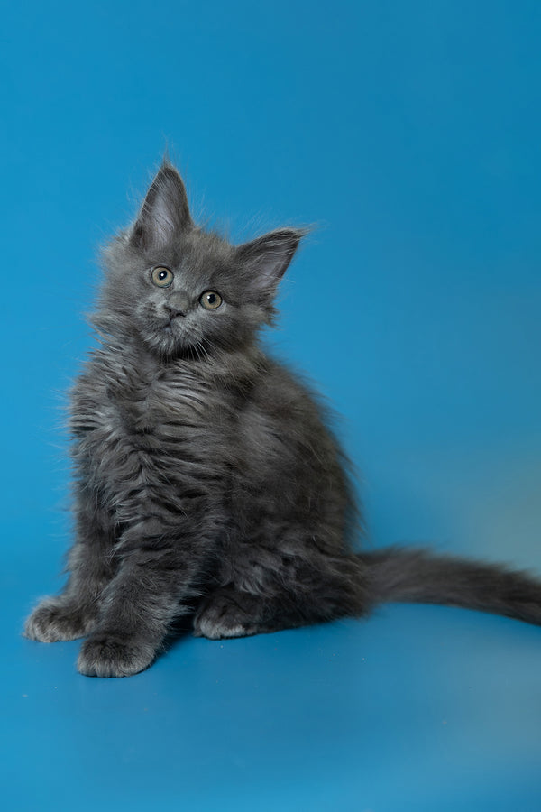 Dela | Maine Coon Kitten