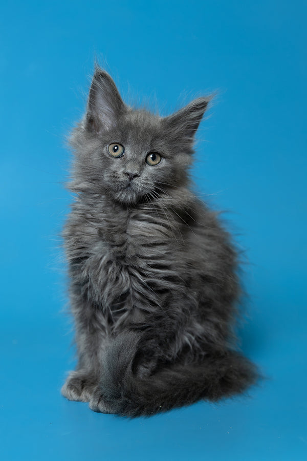 Dela | Maine Coon Kitten
