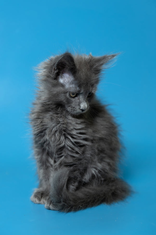 Dela | Maine Coon Kitten