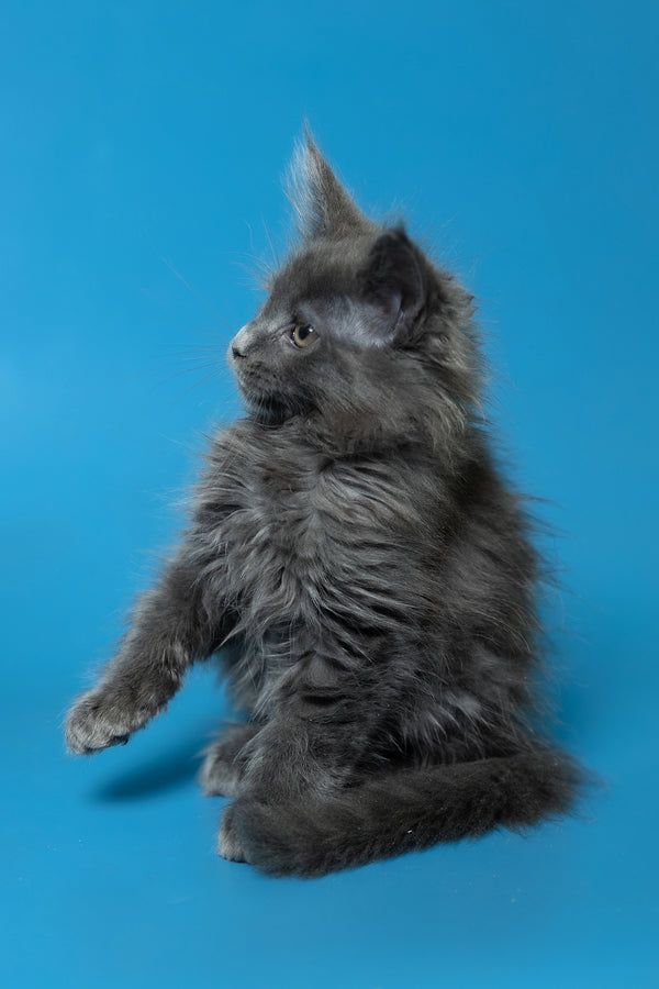 Dela | Maine Coon Kitten