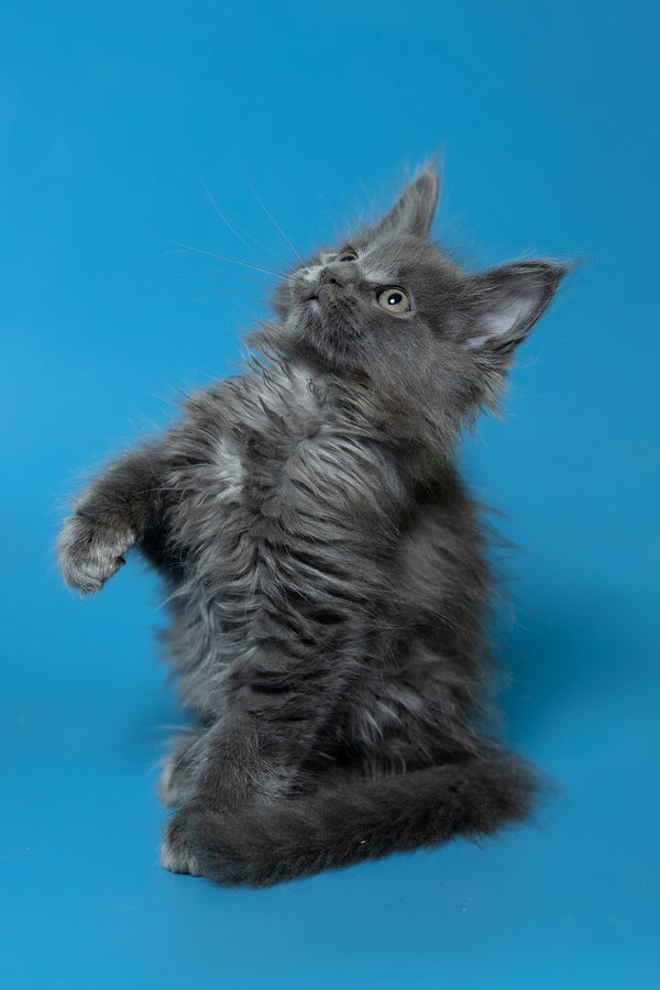 Dela | Maine Coon Kitten