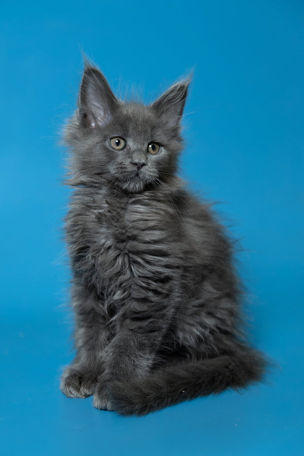 Dela | Maine Coon Kitten