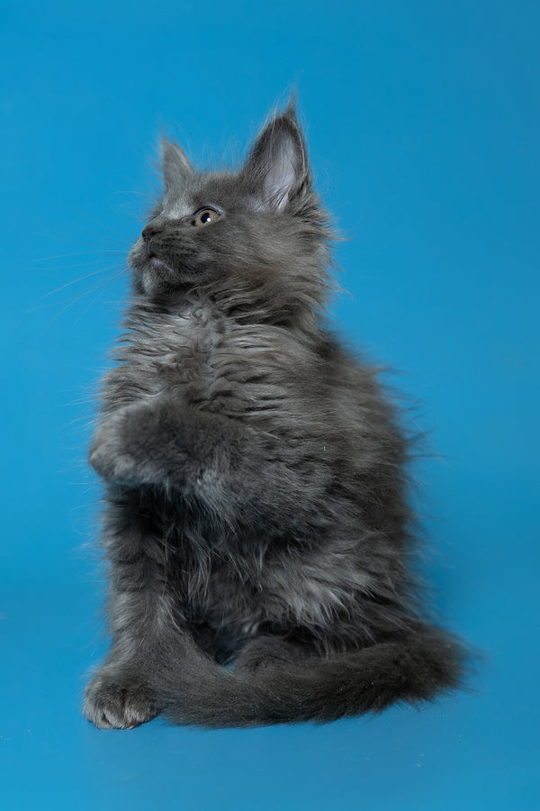 Dela | Maine Coon Kitten
