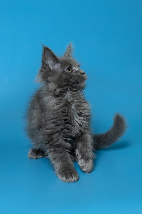 Dela | Maine Coon Kitten