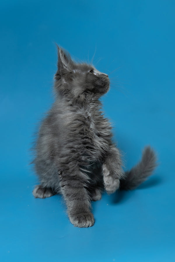 Dela | Maine Coon Kitten