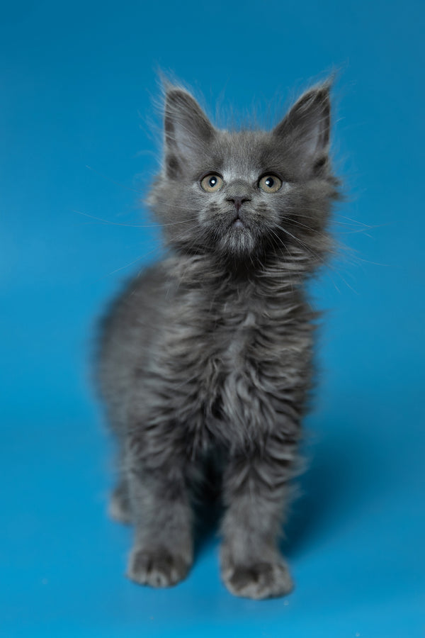 Dela | Maine Coon Kitten