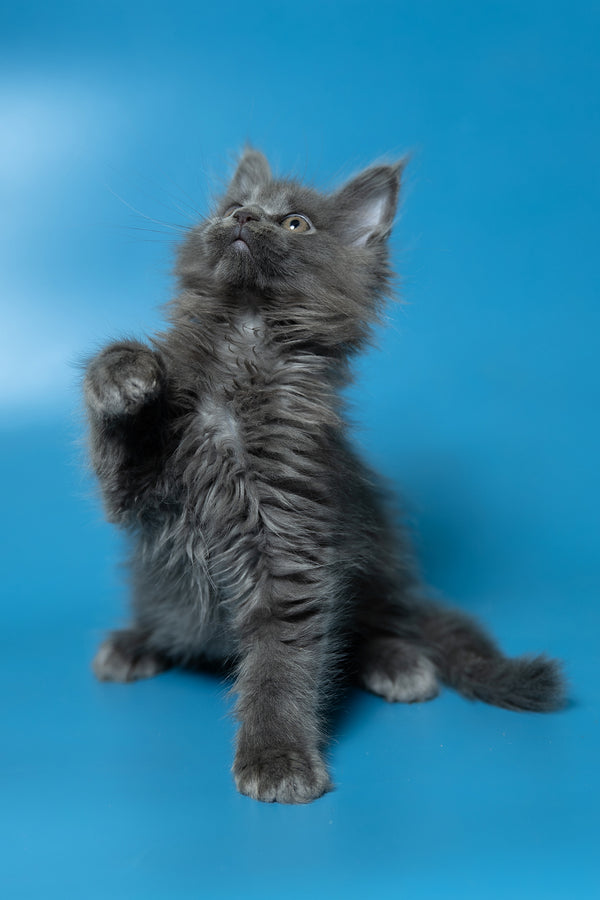 Dela | Maine Coon Kitten