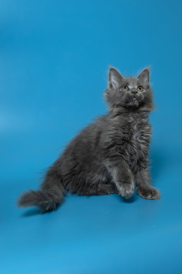 Dela | Maine Coon Kitten