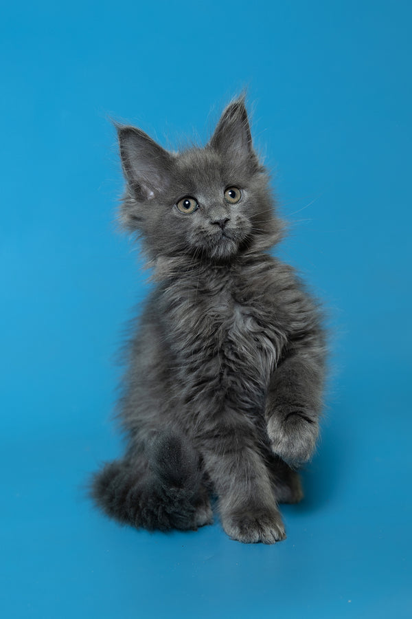 Dela | Maine Coon Kitten