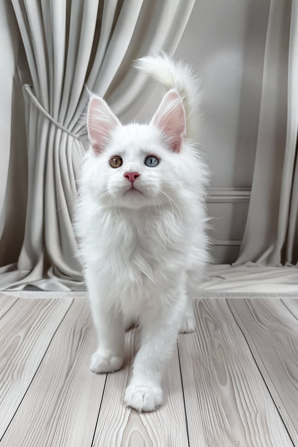 Dreams | Maine Coon Kitten