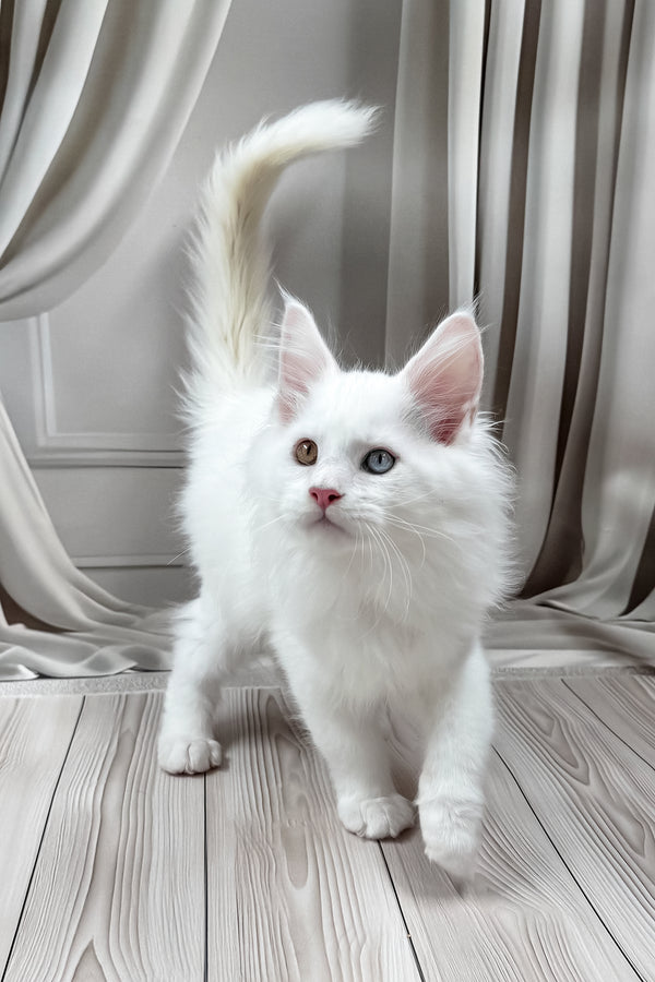 Dreams | Maine Coon Kitten