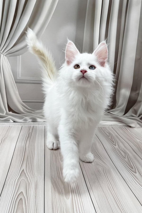 Dreams | Maine Coon Kitten