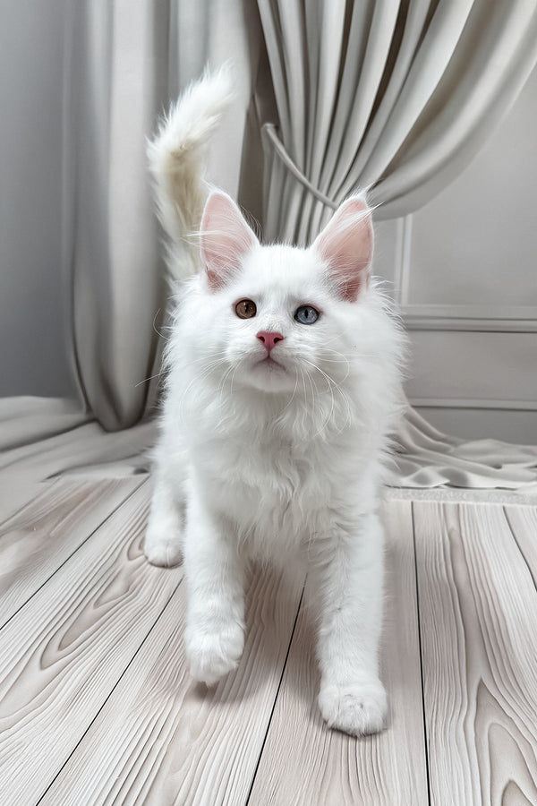 Dreams | Maine Coon Kitten