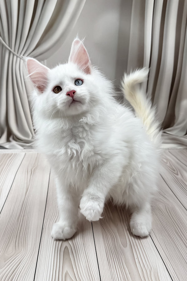 Dreams | Maine Coon Kitten