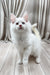 Dreams | Maine Coon Kitten