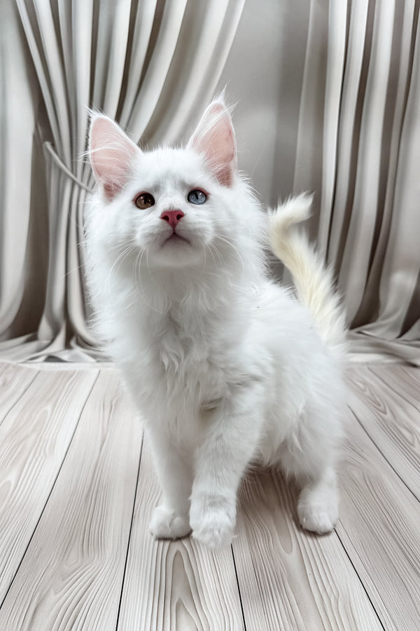Dreams | Maine Coon Kitten