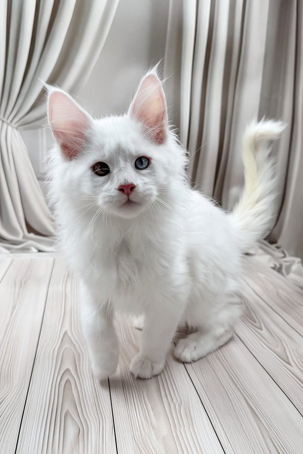 Dreams | Maine Coon Kitten