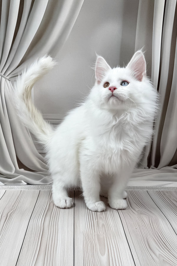 Dreams | Maine Coon Kitten