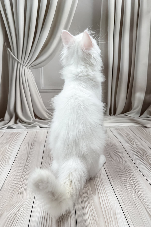 Dreams | Maine Coon Kitten